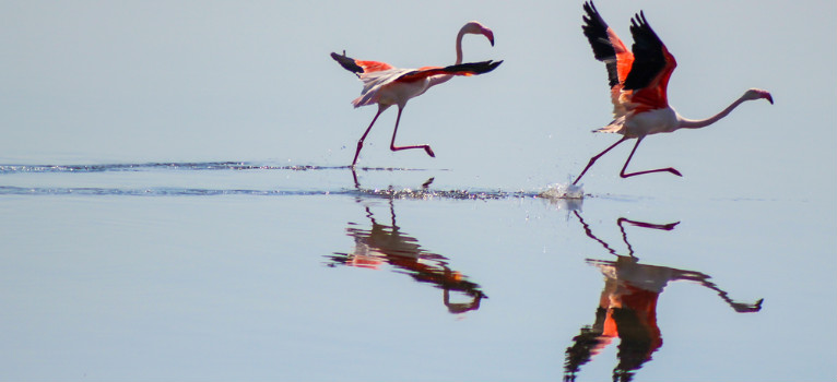 Doñana National Park – Flamingos running at Doñana